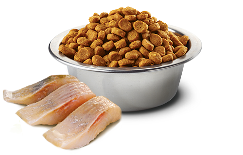 Farmina N&D Ocean Grain Free Neutered Aringa 300g Crocchette Gatti Sterilizzati Farmina N&D Ocean Grain Free Neutered Aringa 300g Crocchette Gatti Sterilizzati